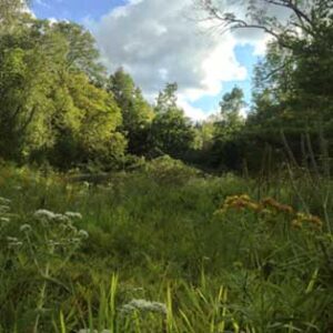 Wild Crafting: A Plant Meditation Image